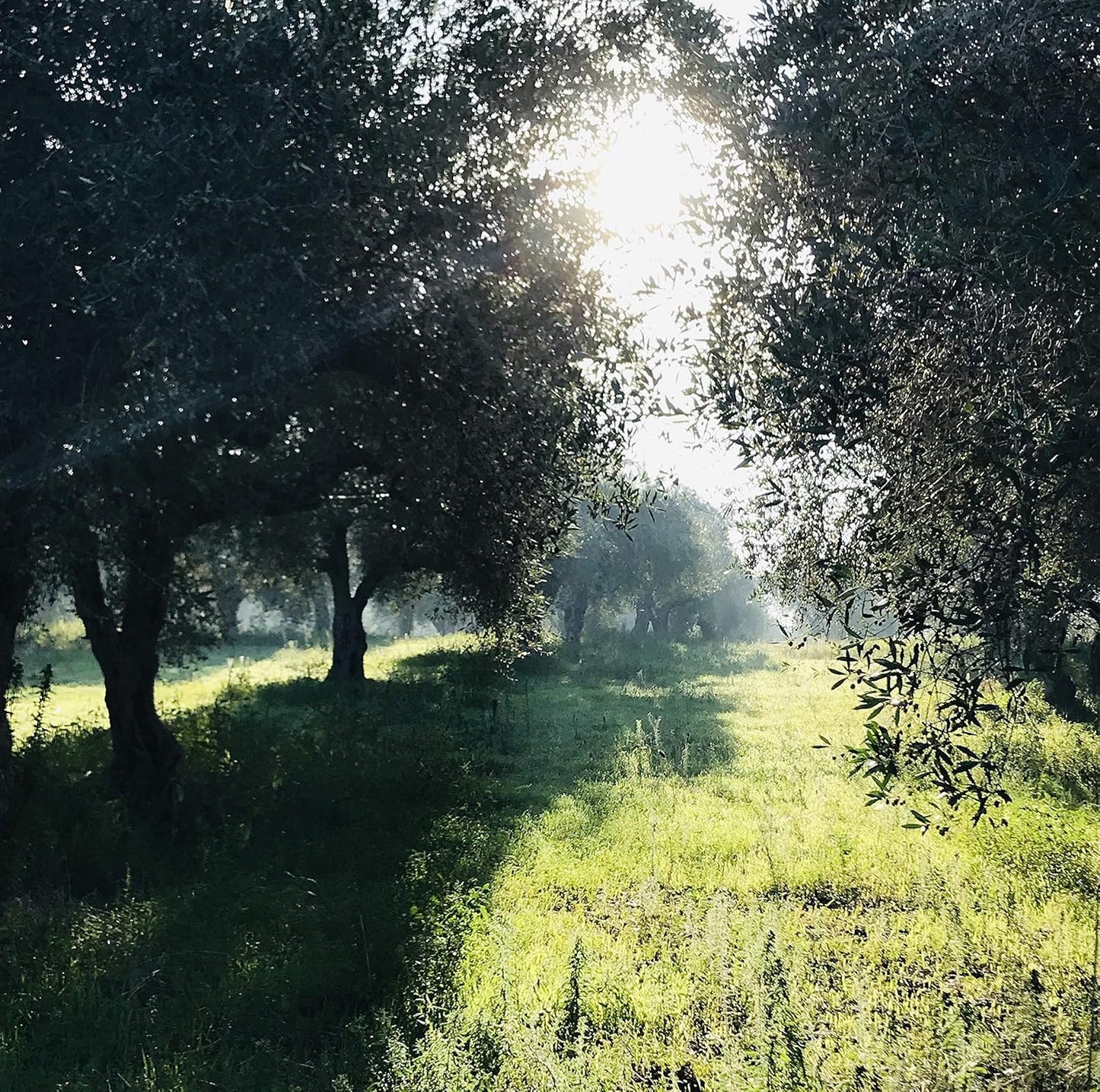 High Mountain Organic EVOO from Little Gypsy Farms | Extra Virgin Olive Oil from a Single Estate in Greece | First Cold-Pressed | High Polyphenols & Amino Acids | Non-GMO | 350ml